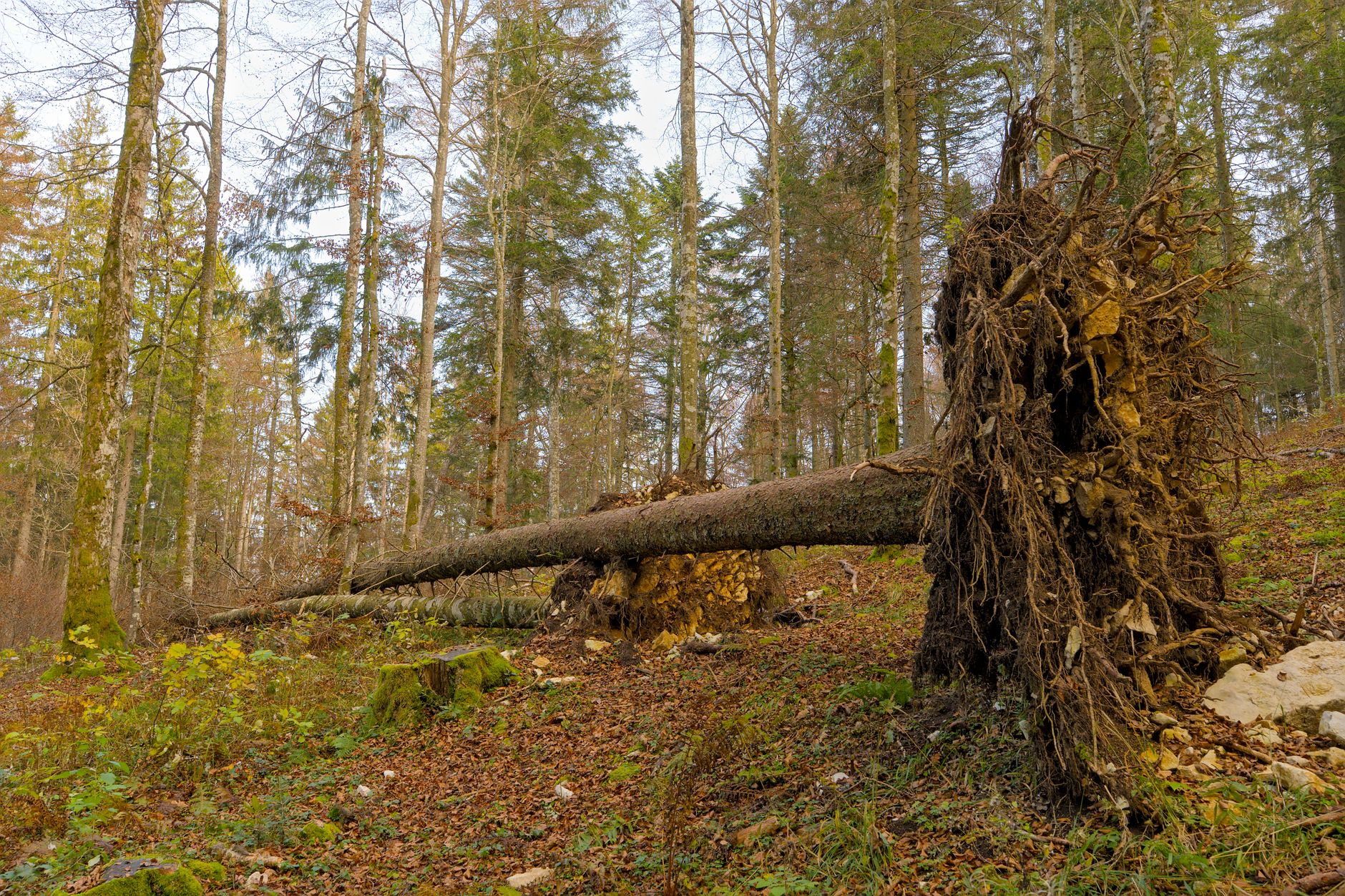 Enlèvement Arbre Urgence à Bobigny